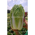 Bulk Fresh Chinese Cabbage